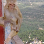 09_Mount Popa (31)